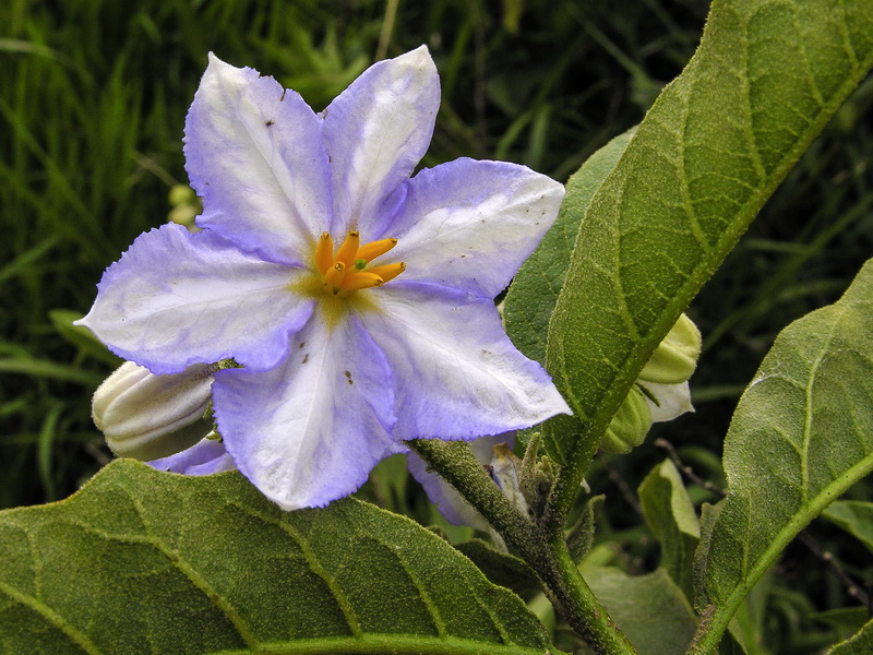 Solanum bonariense.04