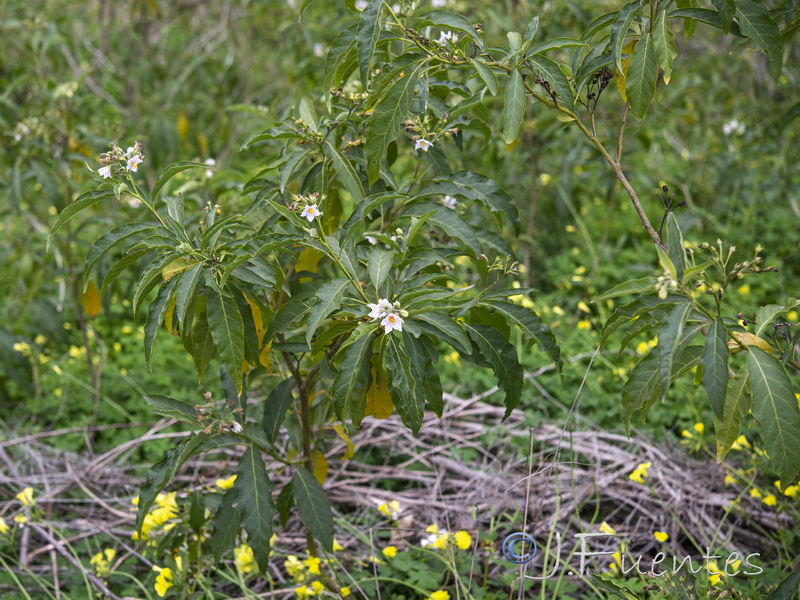 Solanum bonariense.07