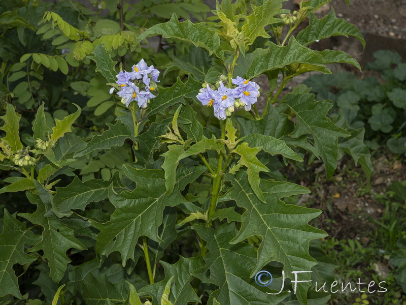 Solanum bonariense.08