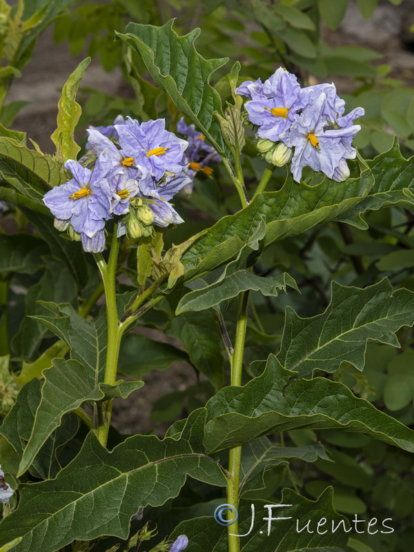 Solanum bonariense.06