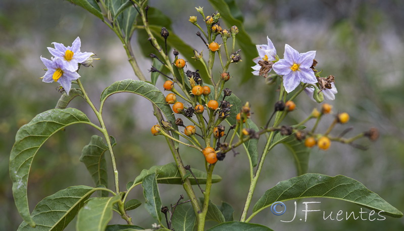 Solanum bonariense.03