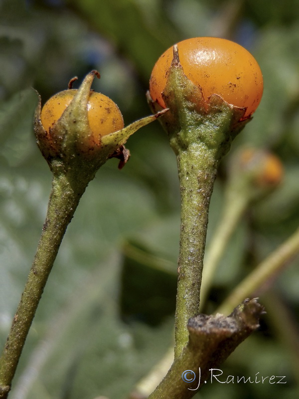 Solanum bonariense.12