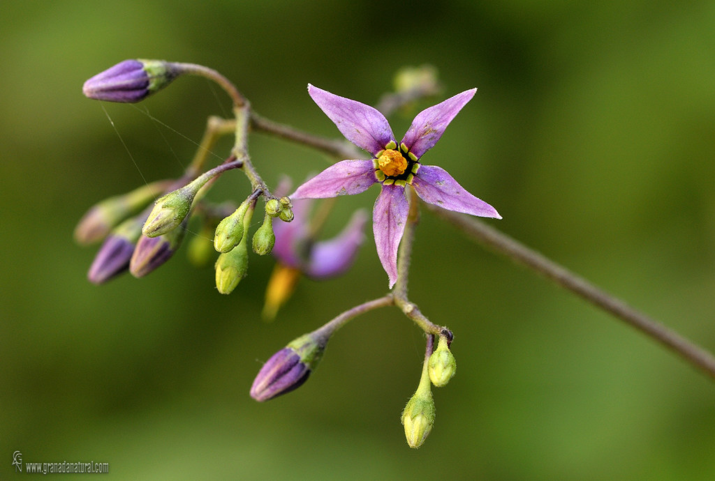 Solanum dulcamara