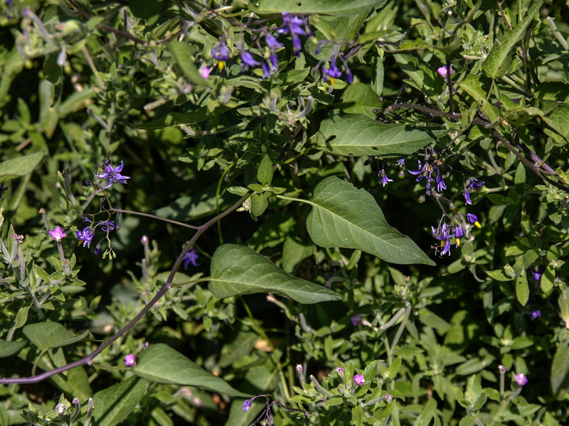 Solanum dulcamara.02