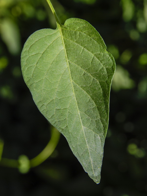 Solanum dulcamara.04