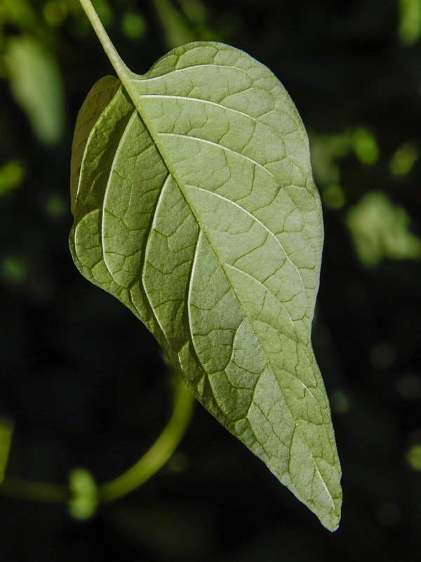 Solanum dulcamara.05