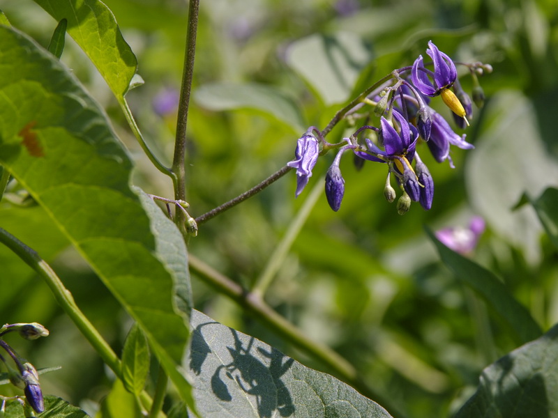 Solanum dulcamara.07