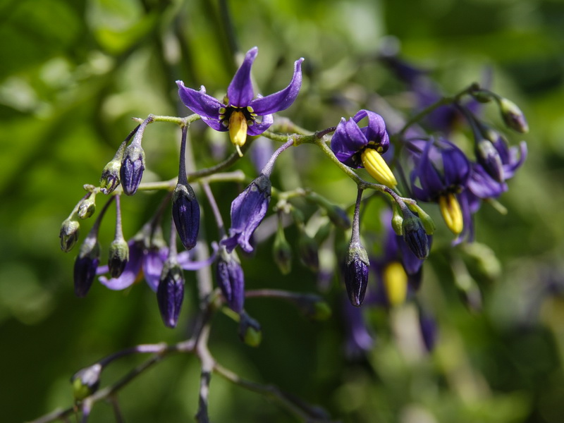 Solanum dulcamara.08