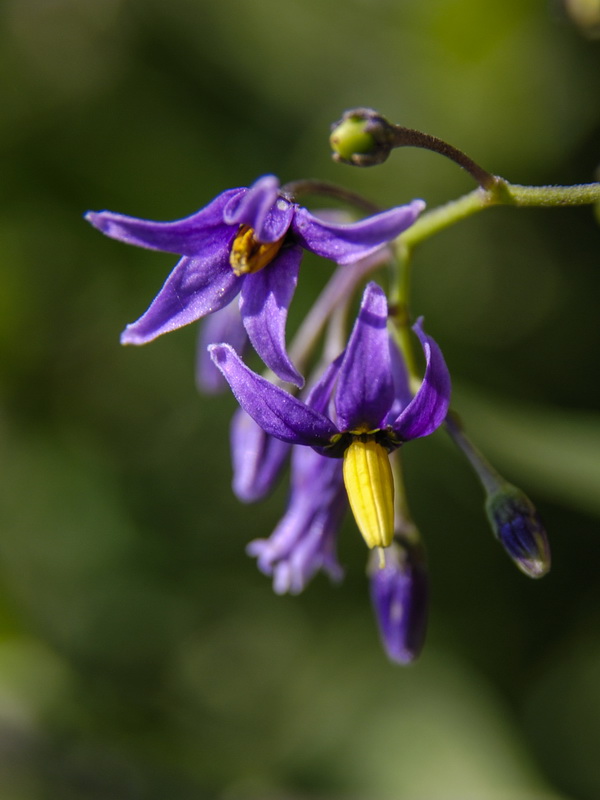 Solanum dulcamara.10