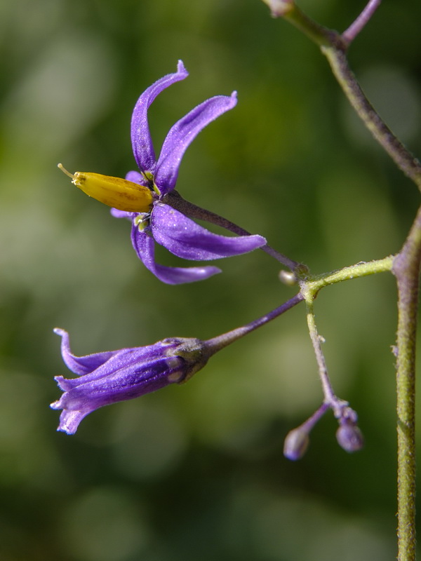 Solanum dulcamara.11