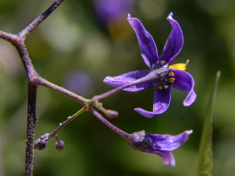 Solanum dulcamara.13