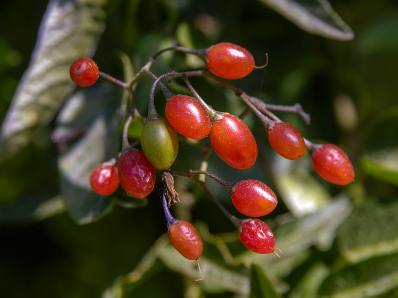 Solanum dulcamara.15