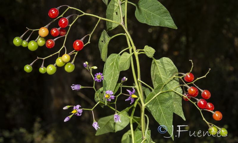 Solanum dulcamara.14