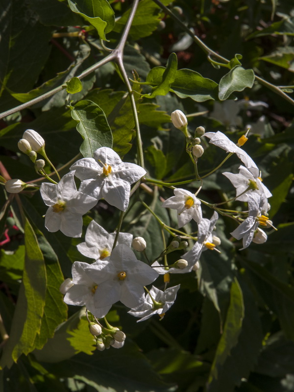 Solanum jasminoides.02