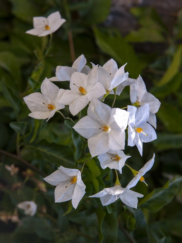 Solanum jasminoides.03