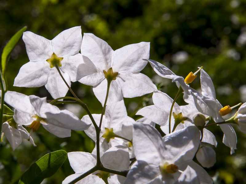 Solanum jasminoides.04