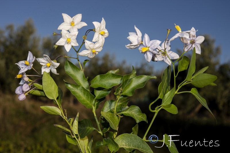 Solanum laxum.01