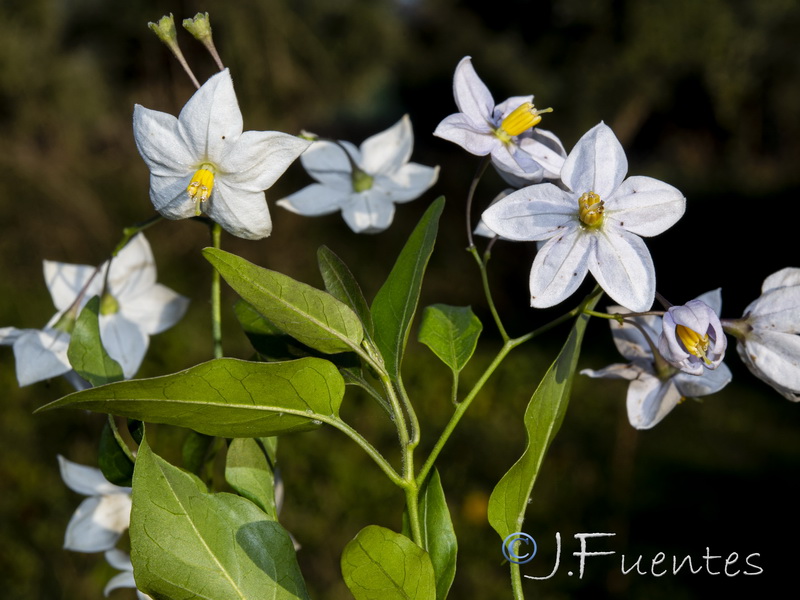 Solanum laxum.02