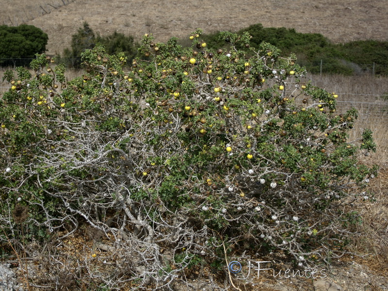 Solanum linnaeanum.01