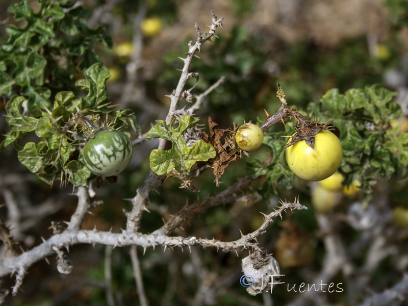 Solanum linnaeanum.02