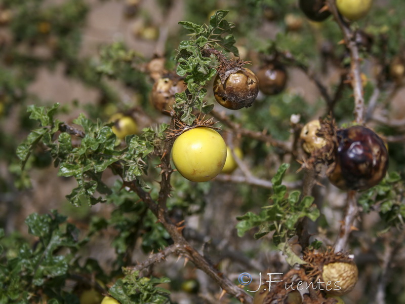 Solanum linnaeanum.03