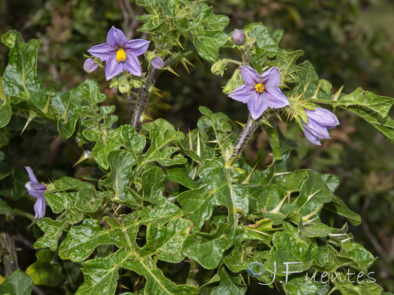Solanum linnaeanum.05