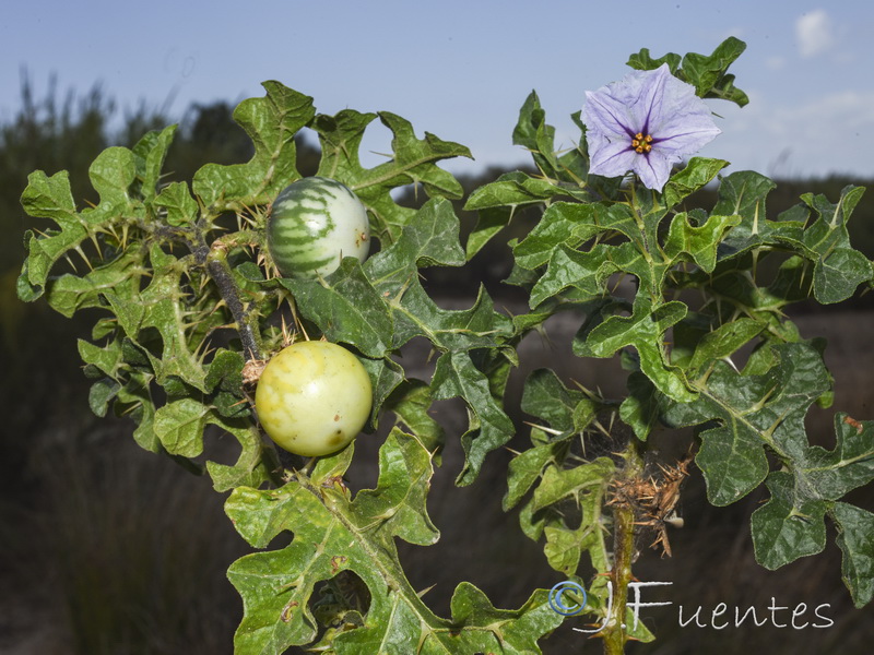 Solanum linnaeanum.06