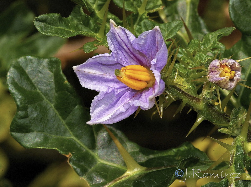 Solanum linnaeanum.08