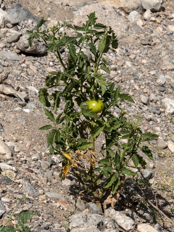 Solanum lycopersicum.01