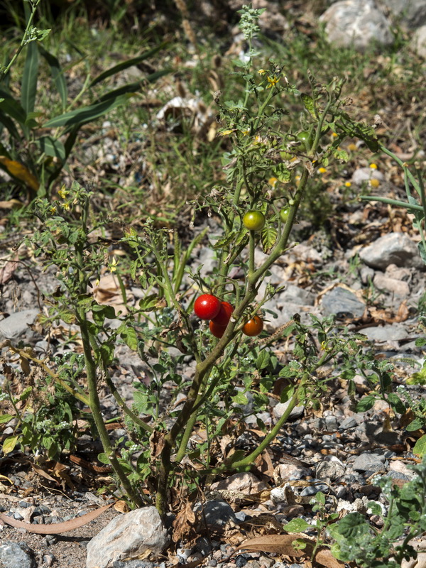 Solanum lycopersicum.02
