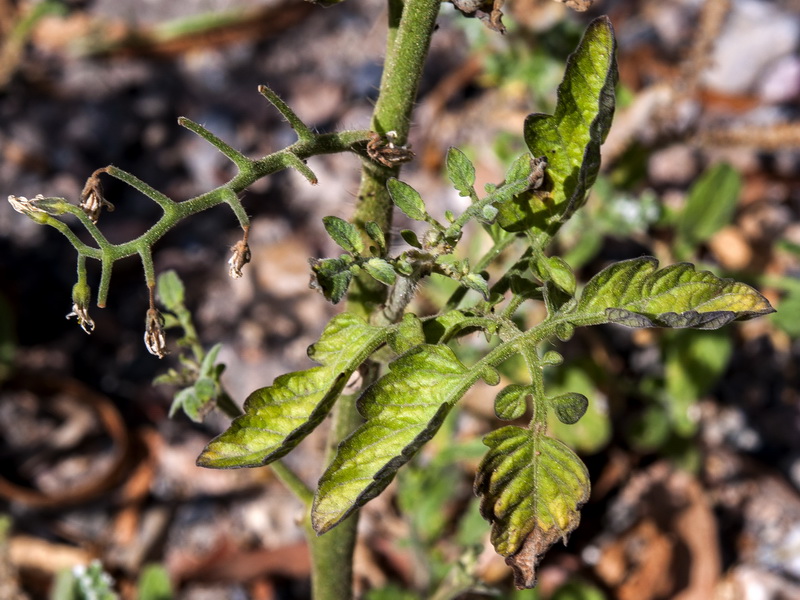 Solanum lycopersicum.05