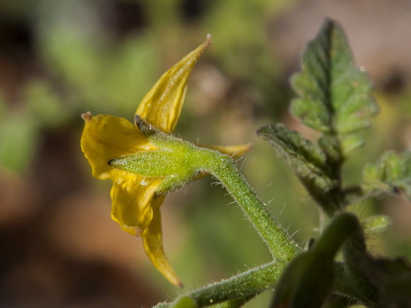 Solanum lycopersicum.09