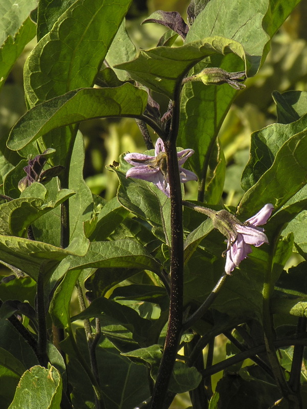 Solanum melongena.02