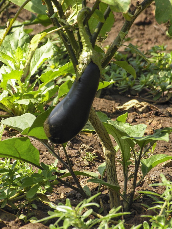 Solanum melongena.03