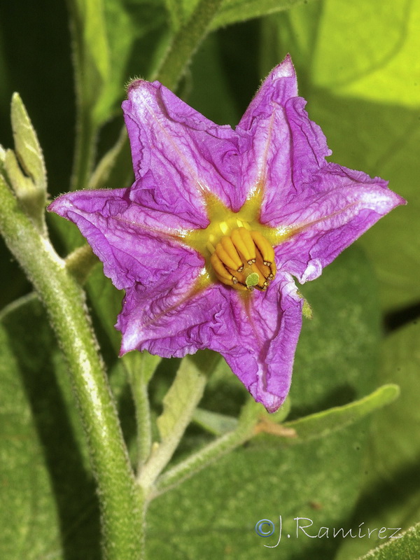 Solanum melongena.04