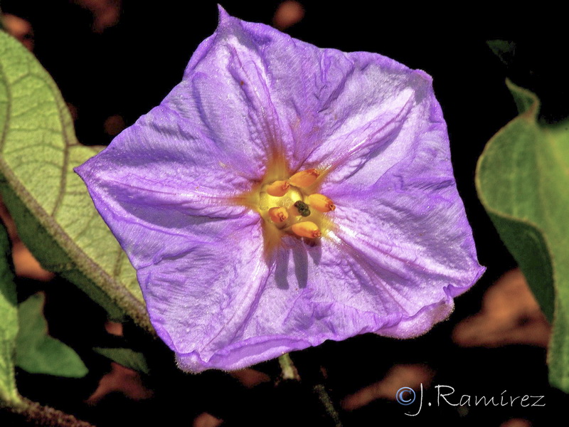 Solanum melongena.06