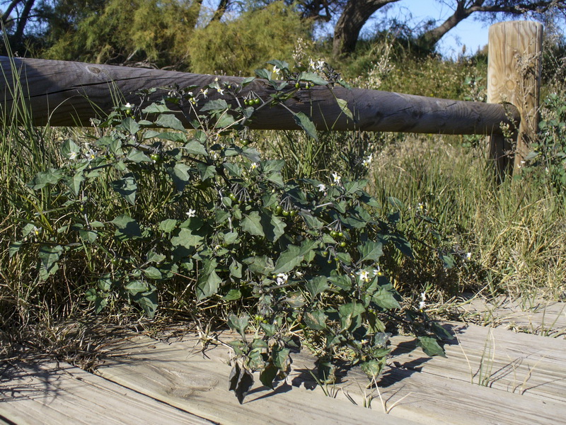 Solanum nigrum.02