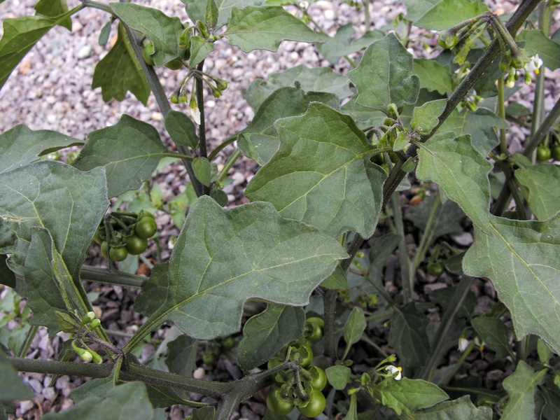 Solanum nigrum.03