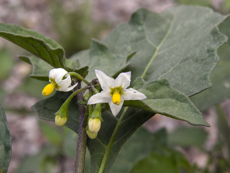 Solanum nigrum.06
