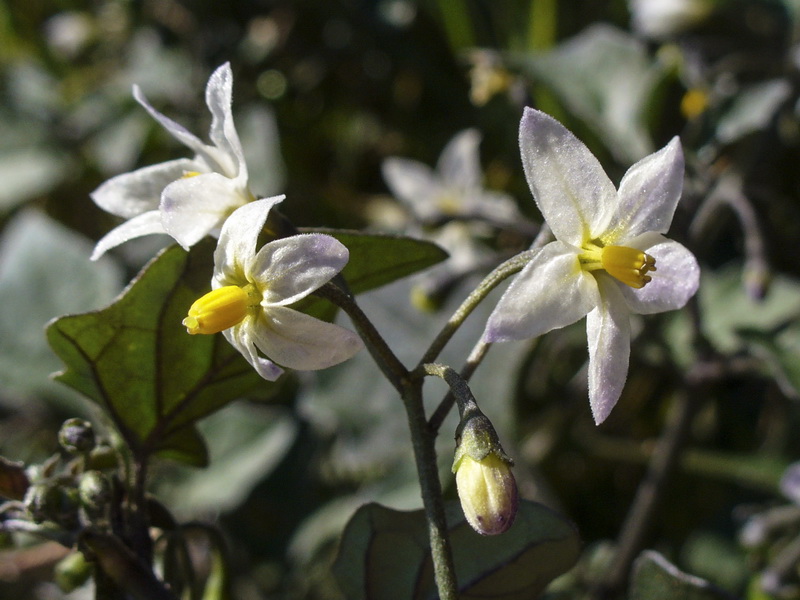 Solanum nigrum.07