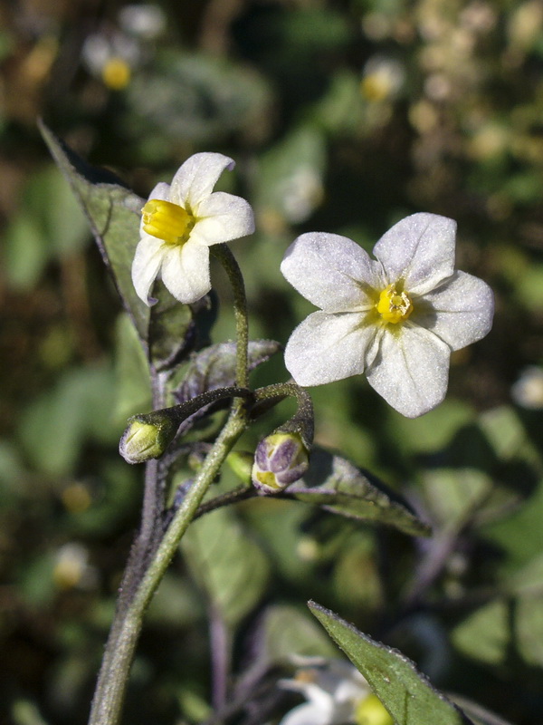 Solanum nigrum.09