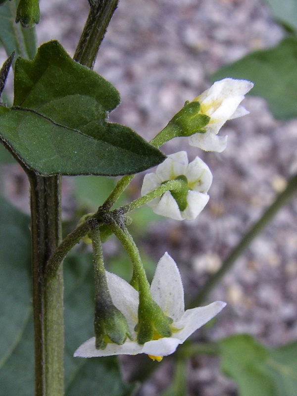 Solanum nigrum.10