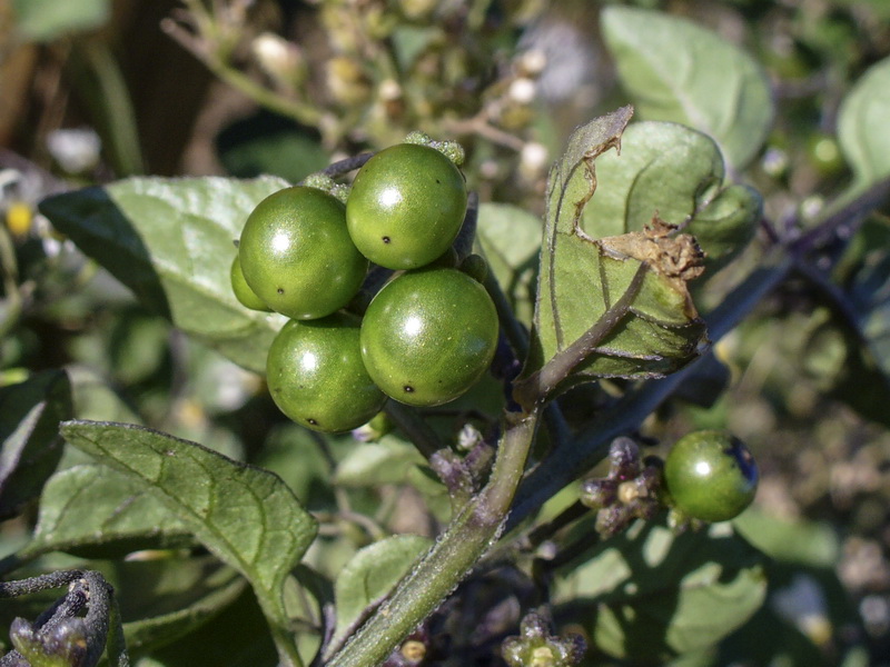 Solanum nigrum.11