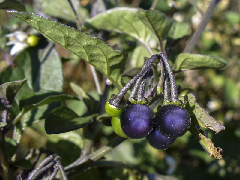 Solanum nigrum.12