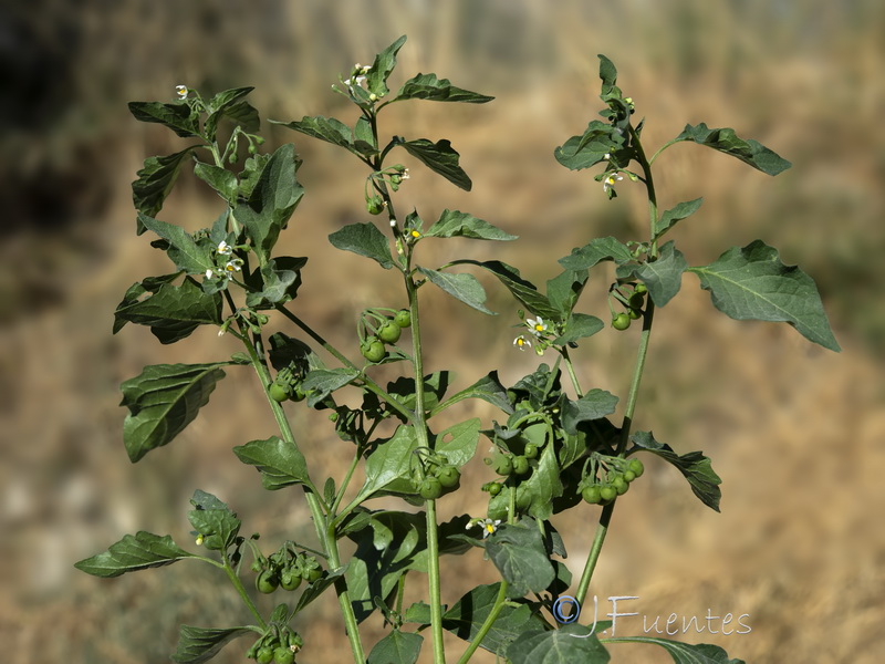 Solanum nigrum.14