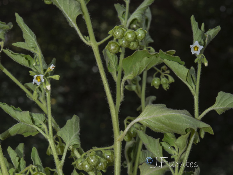 Solanum nitidibaccatum.02