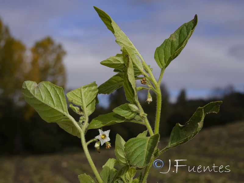 Solanum physalifolium.01