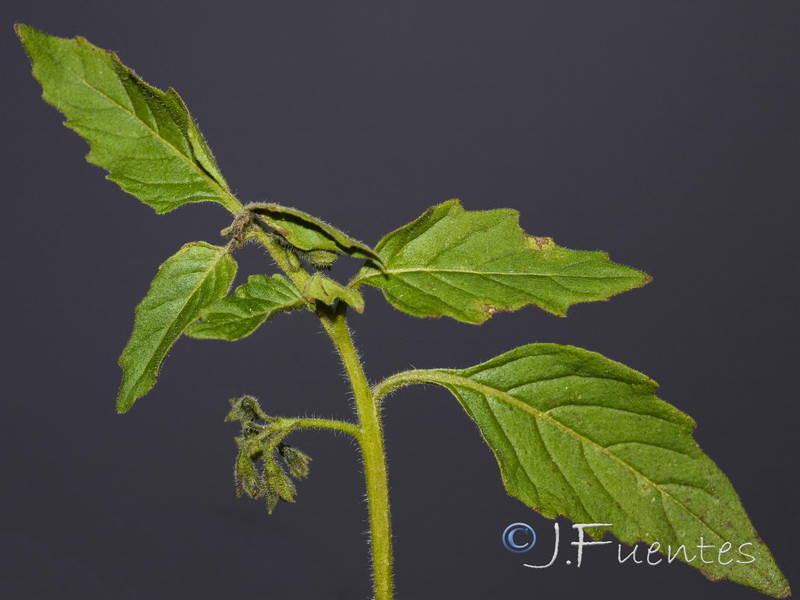 Solanum physalifolium.02