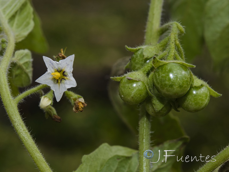 Solanum physalifolium.05