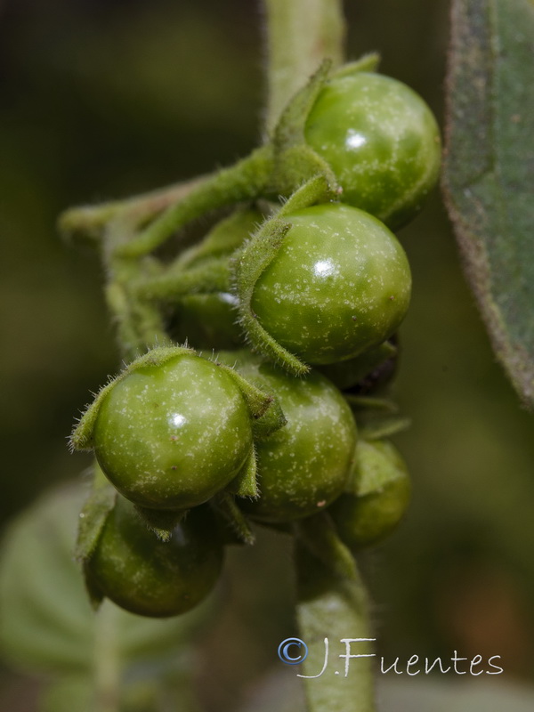 Solanum physalifolium.06